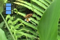 Scene_18e_Tiny Nymphalidae on leaf